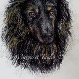 Slow Draw. Price on application. Your dog or cat ?