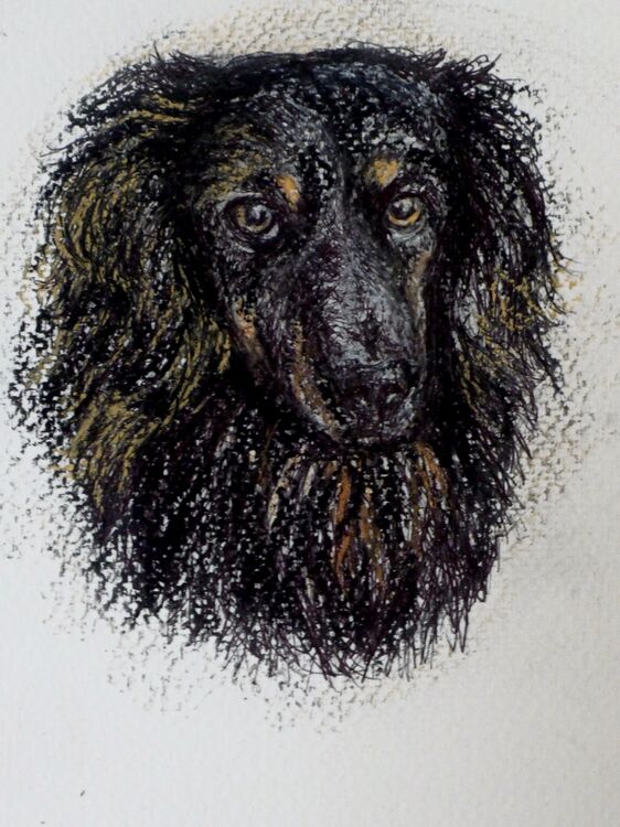 Slow Draw. Price on application. A Portrait Drawing of Your Dog or Cat