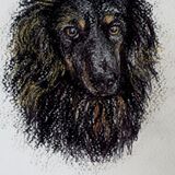 Slow Draw £25.00. A Portrait Drawing of Your Dog or Cat