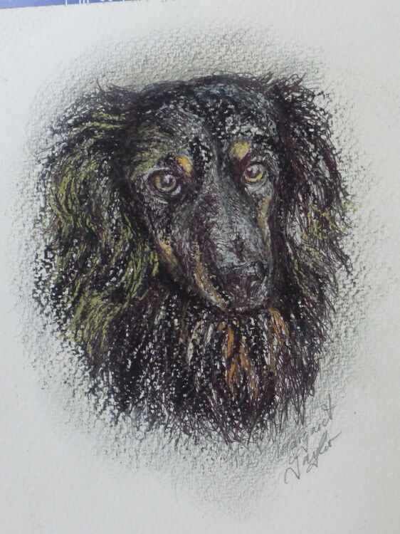 Slow Draw. Price on application. Your dog or cat ?