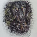 Slow Draw. Price on application. A Portrait Drawing of Your Dog or Cat