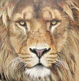 Eyes on the Pride - SOLD