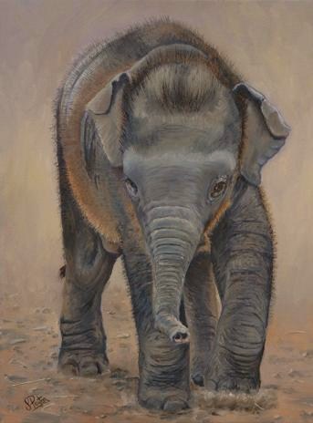 Baby Indian Elephant