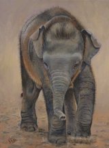 Baby Indian Elephant