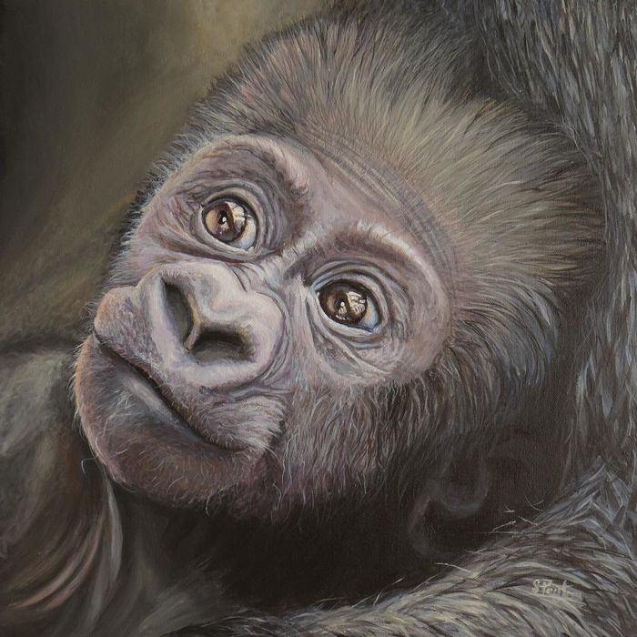 Baby Gorilla
