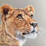 Lion Cub 1 - SOLD
