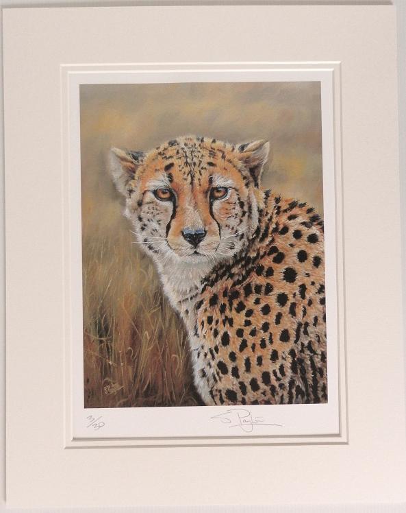 Cheetah's Gaze