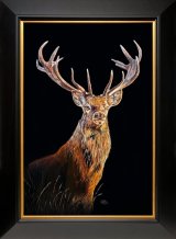Dawn Light Red deer stag caught in the dawn light