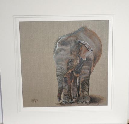 Baby Elephant