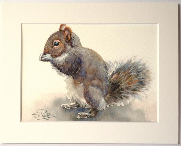 Grey Squirrel
