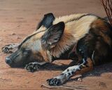 African Wild Dog - SOLD