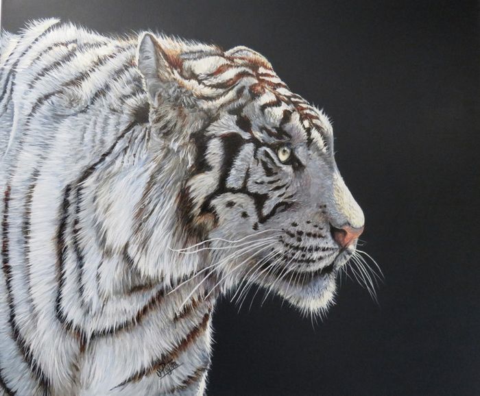 White tiger
