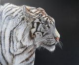 White tiger