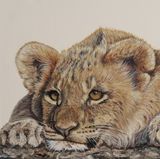 Lion About