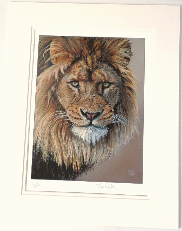 NEW - Lion's Stare.