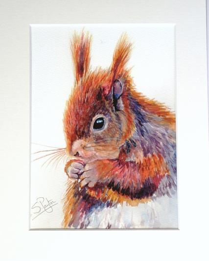 Red Squirrel