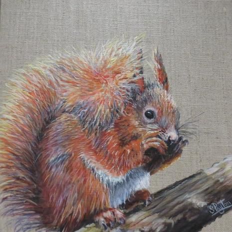 Red Squirrel.