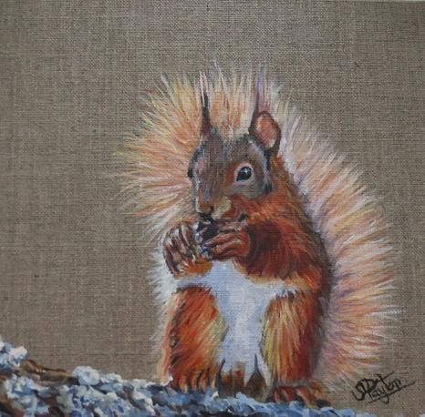Red Squirrel Eating