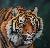 Tiger's Stare tiger portrait