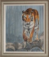 Balancing Act. Siberian tiger walking along a branch