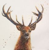 Stag