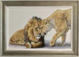 Tender Moment Two lions, touching noses