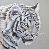 White tiger cub