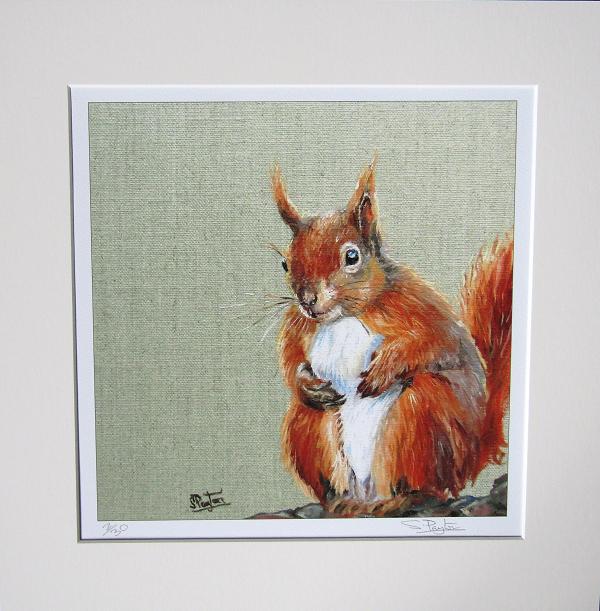 Red Squirrel