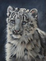 Snow leopard Cub