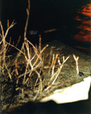 Ynys Street, 2001
