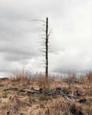 Pen Foel Aman, 2010 (Detail)