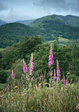 Foxgloves, above Loughrigg Tarn