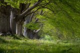 The Beech Avenue Kingston Lacy