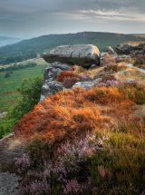 Baslow Edge, August 2018, Drought hit heather