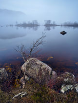 Stunted tree - Lochan n'a Achlise