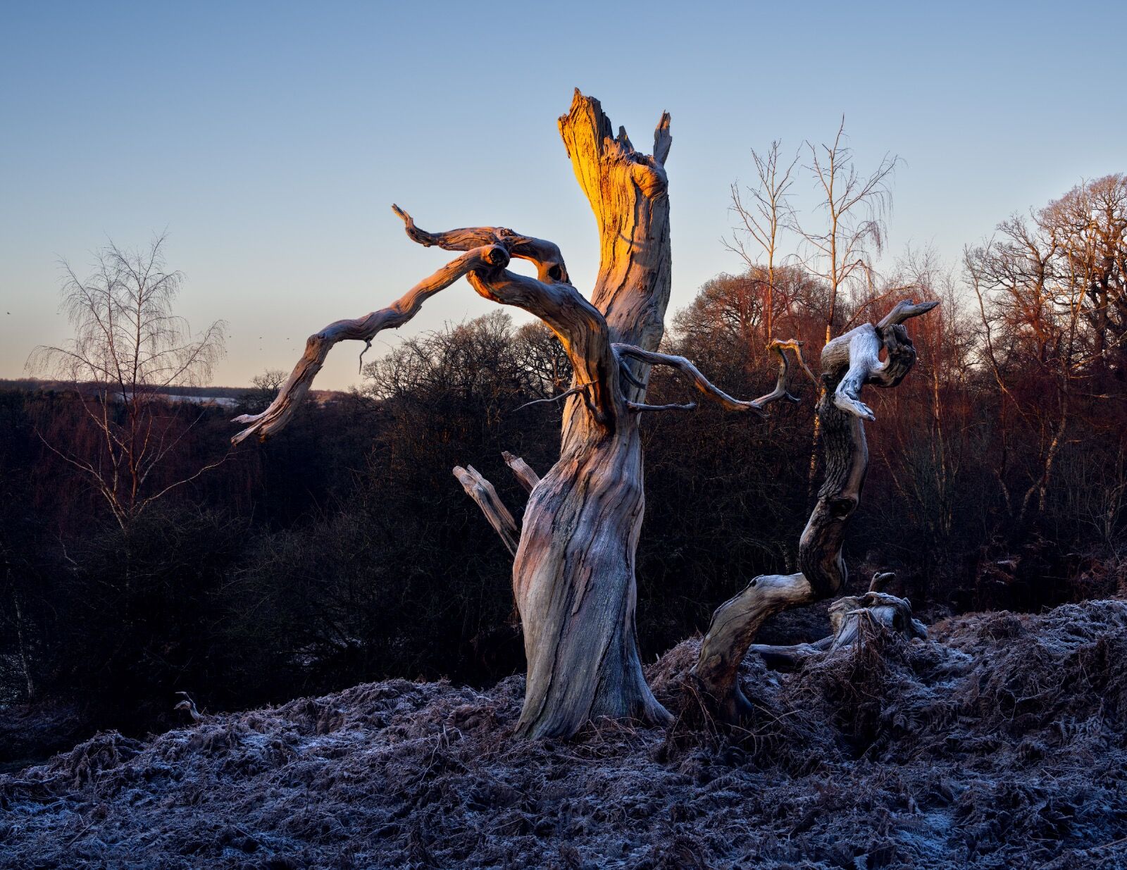 Greet the Dawn, Calke Abbey