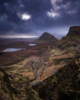 Joe's tree, Trotternish