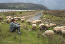 A shepheard with his flock on the Vrina plain at Butrint, Southern Albania. 2015.<BR><BR><BR><br><br><br>