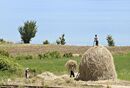 Farmers building a haystack on the shores of Lake Ohrid near Pogradeci, South eastern Albania. - 2010<br><br><br><br>
