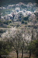 Wild almond trees, Mantineia, Arcadia, Greece.<br><br><br><br><br><br><br><br>
