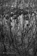 <font size="-1">Black & White land</font>