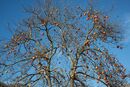 Pomegranate tree, Arcadia, Greece.<br><br><br><br><br><br><br><br>