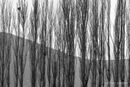 Poplar trees, Mantineia, Arcadia, Greece<br><br><br><br><br><br><br><br>