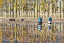 Beehives on the flood plane of Mantineia, Arcadia, Greece.<br><br><br><br><br><br><br><br>