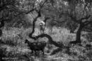 Goats in the olive grove, Proastio, Messinian Mani, Greece..<br><br><br><br><br><br><br><br>