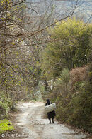 A country lane in the Outer Mani near Kastania in the foothills of the Taygetos Mountains.<BR><BR><BR><br><br><br><br>