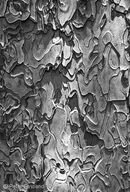 Bark on an ancient Scots pine in the Taygetos mountains Peloponnese, Greece.<br><br><br><br><br><br>
