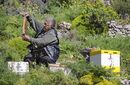 A beekeeper inspecting his hives, Inner Mani, Peloponnese, Greece.<br><br><br><br><br><br>