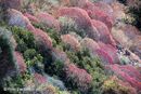 Euphorbia near Trachila, Messinian Mani, Greece..<br><br><br><br><br><br><br><br>