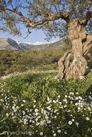 Spring wild flowers amongst the Kalamata olive groves in the Outer Mani, with the Taygetus mountains in the background, Messinian Mani, Southern Peloponnese, Greece.<br><br><br><br><br><br>